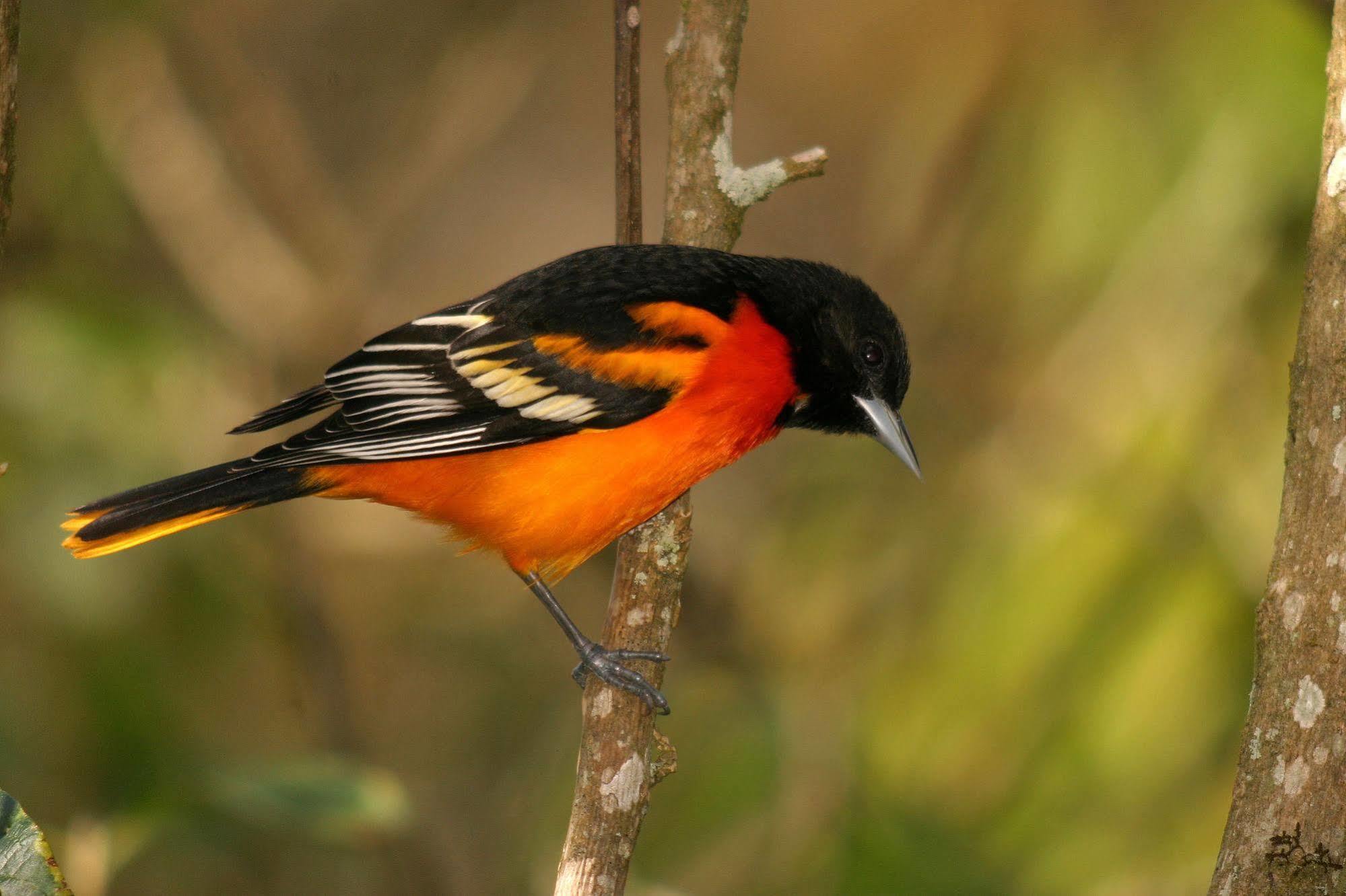 Yatama Rainforest Ecolodge Сарапики Экстерьер фото